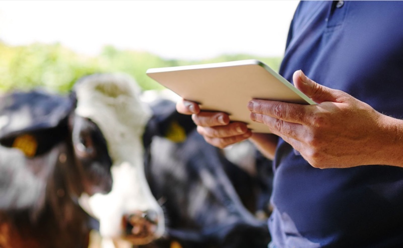 Sfeerbeeld van boer die een tablet vasthoudt en op de achtergrond vee.